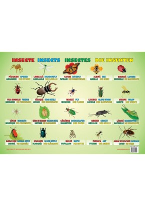 Insecte (plansa 50 x 70)