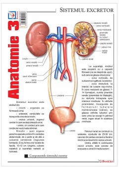 Pliant Anatomie 3..