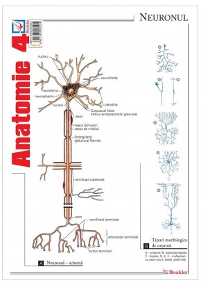 Pliant Anatomie 4